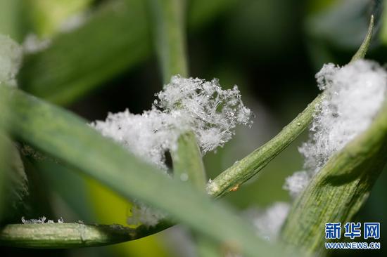 这是12月27日晚在河南省平顶山宝丰县拍摄的雪花（微距拍摄）。