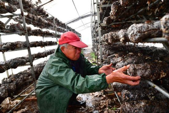 3月24日，村民在河南省民权县程庄镇林下食用菌大棚基地给菌棒补水。