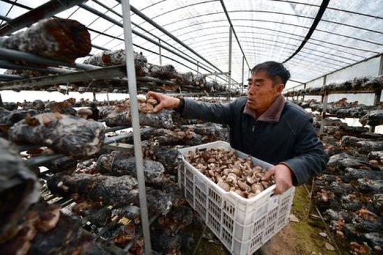 3月24日，村民在河南省民权县程庄镇林下食用菌大棚基地采摘香菇。