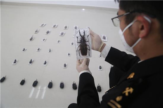 甲虫为啥闯关失败 郑州海关告诉你这些物种不能入境