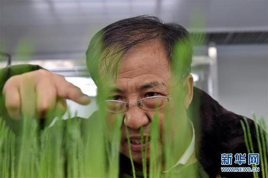 （在河南科技学院小麦研究中心，茹振钢在春化室中观察小麦的苗期性状（2017年9月30日摄）。 新华社记者 李嘉南 摄）