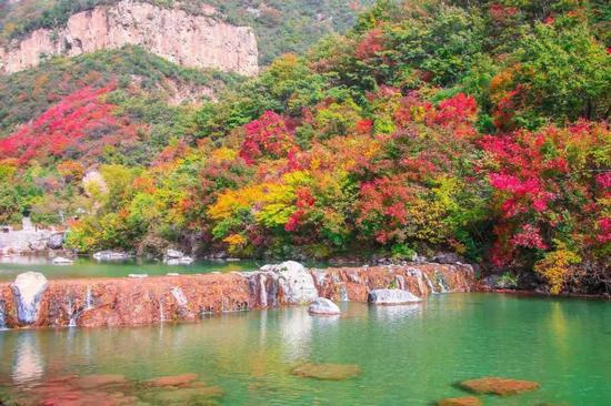 云台山万亩红叶疯长！全盛到来！