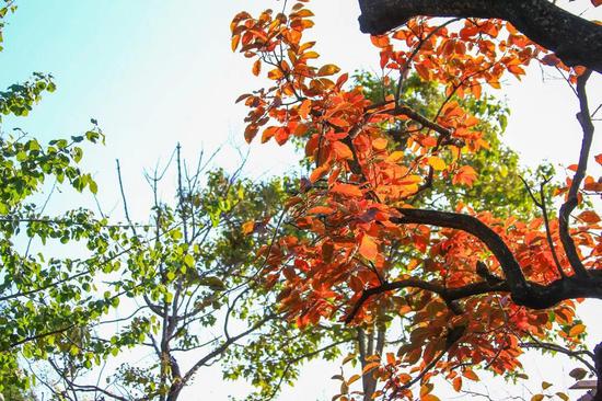 云台山万亩红叶疯长！全盛到来！