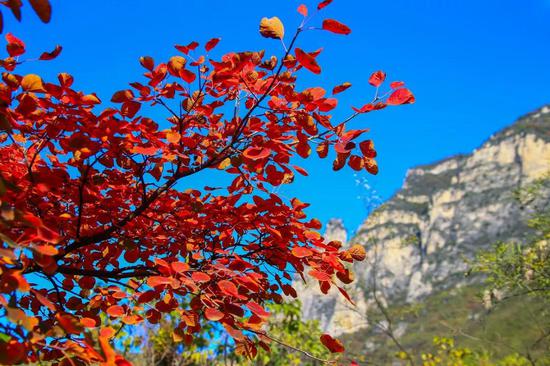 云台山万亩红叶疯长！全盛到来！