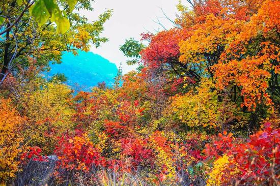 云台山万亩红叶疯长！全盛到来！