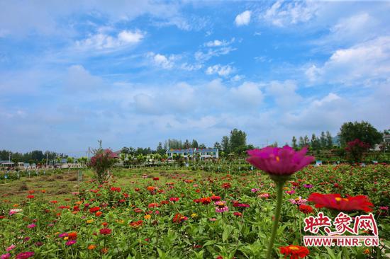 村中盛开的鲜花