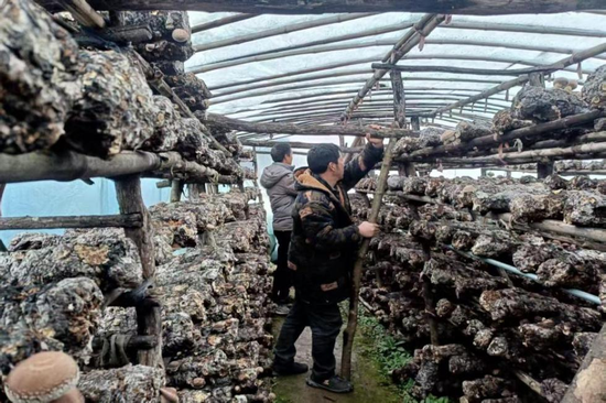 图13 通过加设临时立柱加固菇棚