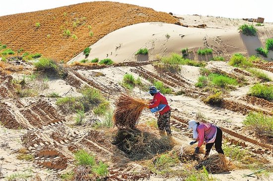 鄂尔多斯市鄂托克旗境内的毛乌素沙地上风口阻隔带北段沙化土地综合治理项目区，工人们正在用草方格锁住流沙。　内蒙古日报供图