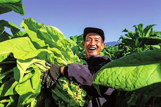 灵宝市朱阳镇透山村烟田里，烟农们正忙着采收烟叶，又是一个丰收年。席竹婷 摄影
