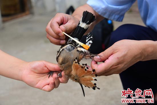 被救下的以色列国鸟戴胜