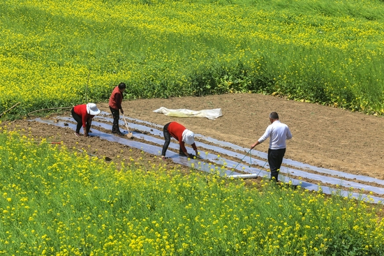 河南省周口市淮阳区新站镇祝湾村农民正在油菜田里栽种地膜春花生。杨正华 摄