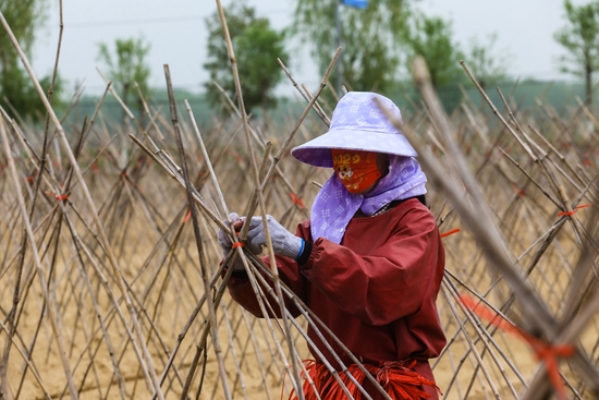 河南省周口市淮阳区白楼镇沙卯刘村农民正在田间给新栽种的山药搭架。杨正华 摄
