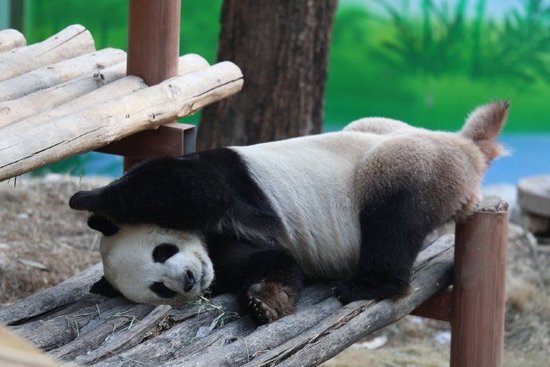 网传新密有家大熊猫繁殖基地 当地政府回应
