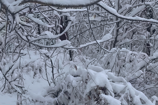 啥时候下大雪几月几日 ffd5-edec6625841759158fcb732f96dbf1f2.png