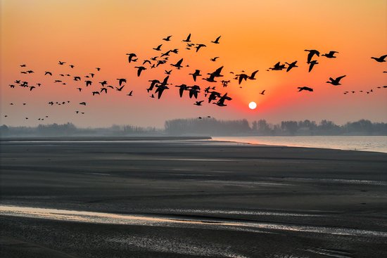 长垣黄河湿地。王相川/摄