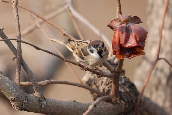 （麻雀。摄影/李长看）