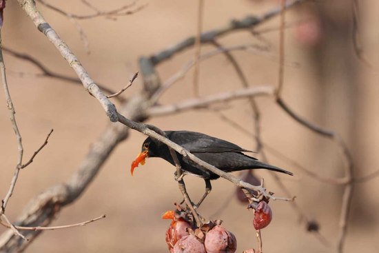 （乌鸫，摄影/李长看）