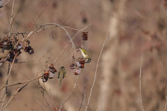 （白头鹎。摄影／李长看）