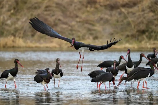12月20日，在洛阳市孟津黄河湿地，“鸟中大熊猫”黑鹳悠然觅食、嬉戏。李卫超/摄