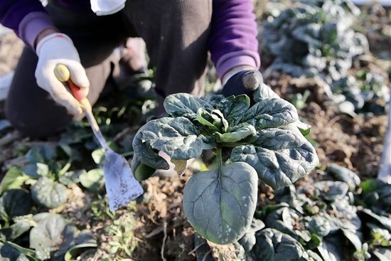 新鲜采摘的网红趴地菠菜。本报记者 王铮 摄