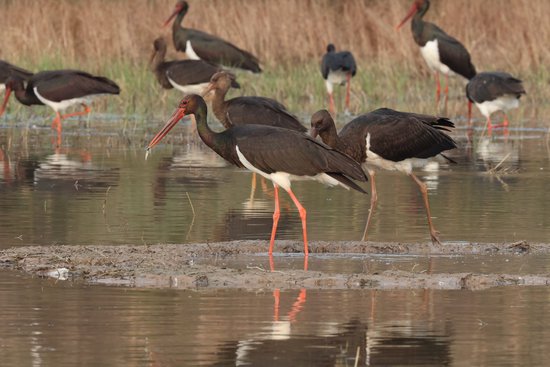 孟津黄河湿地内的国家一级保护动物黑鹳。马朝红/摄