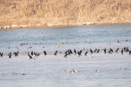 “地球之肾”更健康，河南湿地成了野生动物的“安乐窝”