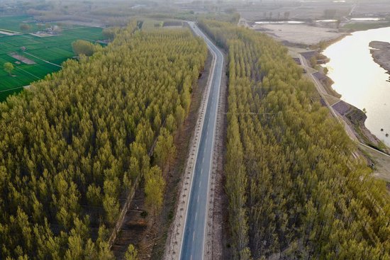 开封市黄河大堤黑港口段绿化成效。