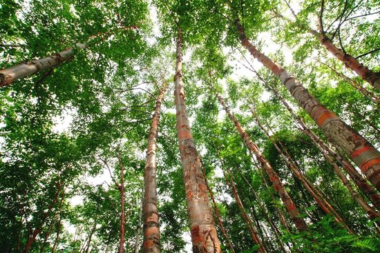 栾川县天然次生红桦林。 河南省林业局供图