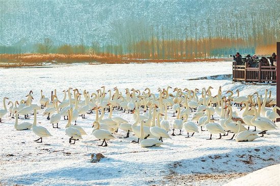 冬季，雪后的三门峡市后地天鹅湾，雪地鹅影，浪漫邂逅。摄影爱好者、游客纷纷前来打卡留影。刘涝慈 摄