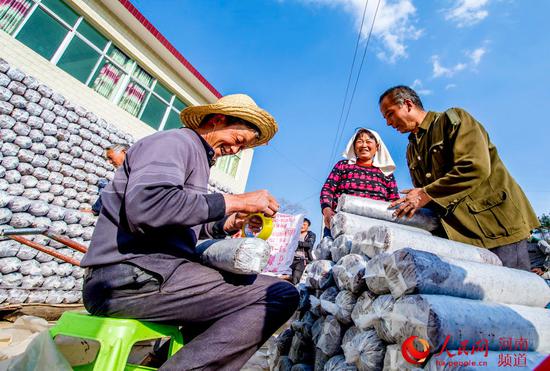 盧氏縣官坡鎮廟臺村村民正在加工菌棒 聶金鋒攝