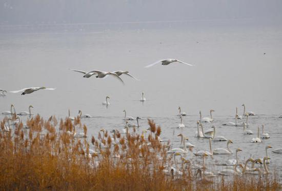 白天鹅在三门峡天鹅湖国家城市湿地公园内栖息。