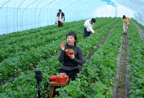 11月30日，孟州市河阳街道前龙村的草莓大棚里，工作人员在直播带货。本版图片除署名外均为本报记者 王铮 摄