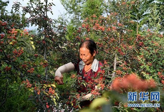 9月7日,河南省灵宝市豫灵镇杨家村村民在采摘花椒。 新华社记者 郝源 摄