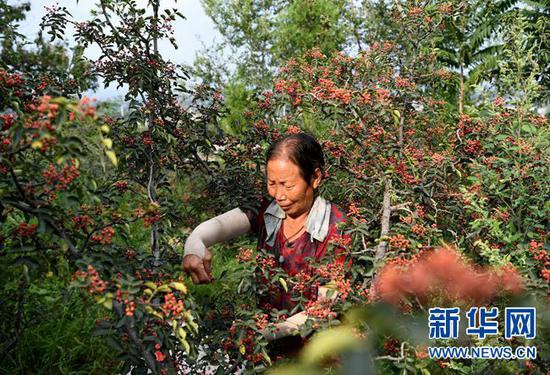 9月7日，河南省灵宝市豫灵镇杨家村村民在采摘花椒。 新华社记者 郝源 摄