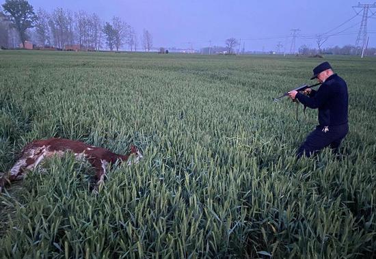 驻马店一“疯牛”狂奔15公里 民警开枪击毙