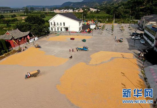 9月7日,在河南省灵宝市豫灵镇杨家村广场,村民在晾晒玉米(无人机照片)。新华社记者 郝源 摄