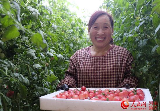 沙河鄉果角村村民張小煥在采摘小西紅柿 王玉興攝