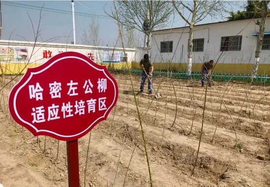 开封左公柳幼苗适应性培育现场。哈密融媒体中心记者 仲银堂摄