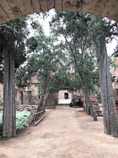 三堂院內(nèi)有幾棵古柏樹