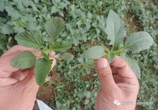 左手是可食用的野菜,右手是曼陀罗幼苗