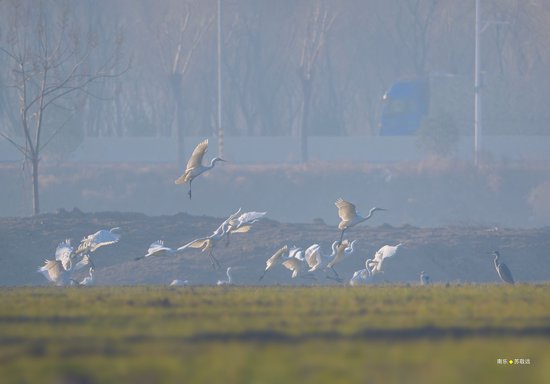 南乐马颊河国家湿地公园内的大白鹭、苍鹭。苏敬远/摄