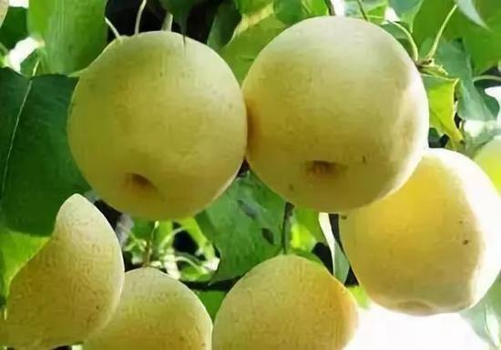 沙河貢梨