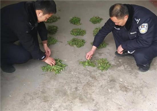 南阳老汉种罂粟苗当菜吃获刑 只因听信其有保健功效 南阳老汉种罂粟苗当菜吃获刑 只因听信其有保健功效