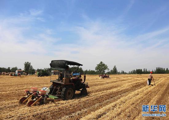 2019年6月11日，河南省民权县野岗镇郑庄村，村民在田间抢种秋作物。