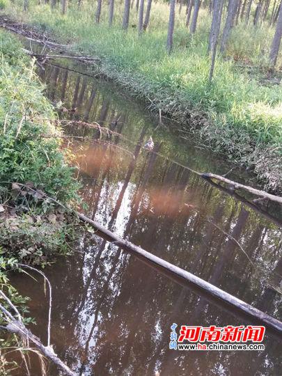 西李乡王彦村附近的春李沟河段的水。杨大勇 摄