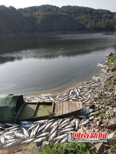 7月 5日，龙脖水库北小库中未打捞的死鱼。杨大勇 摄