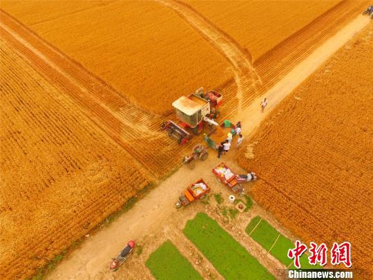 图为淮阳县白楼镇杜庄村丰收的麦田。 齐永 摄
