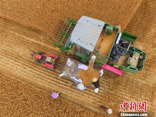 图为淮阳县白楼镇杜庄村农民在收割小麦。 齐永 摄