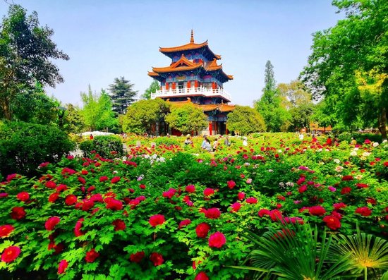 ▲张光辉 摄(往年牡丹花开盛景)
