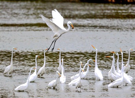 白鹭在贾鲁河中嬉戏，如今的贾鲁河已成为郑州的“水鸟乐园”。本版图片均为本报记者 邓放 摄